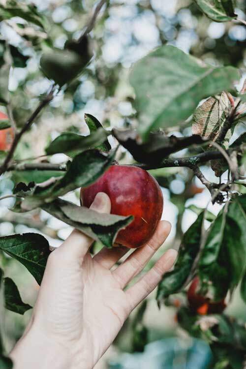 Plucking fruit Hand plucking apple from tree as we study how Eve ate the forbidden fruit of the knowledge of good and evil in Eden.