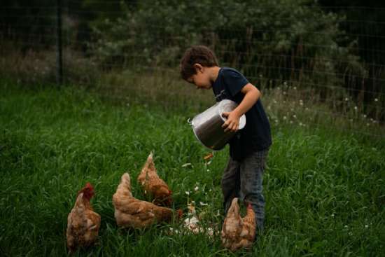 Boy feeding chickens A boy emptying a bucket of scraps for chickens to eat