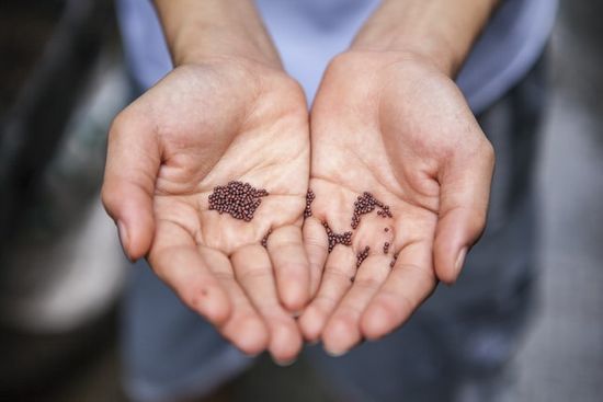Open Palms with mustard seeds Cupped hands holding mustard seeds, like those Jesus used to teach a spiritual lesson