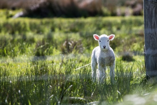 Small Lamb A small lamb, like the one in the story the prophet Nathan told King David