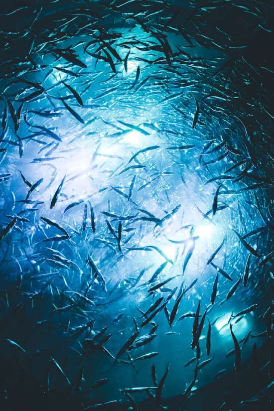 Large School of Fish A large school of fish