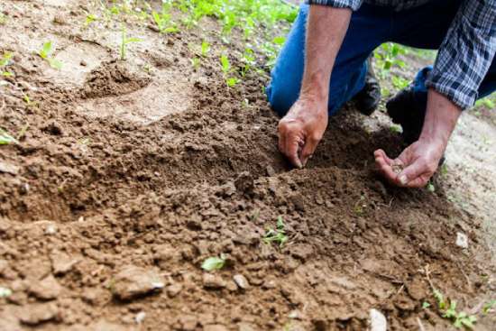 A man planting seeds, reflective of the parable of the wheat and the tares told by Jesus