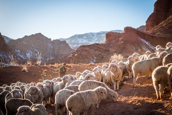 Shepherd with sheep A shepherd watching over his sheep in the desert