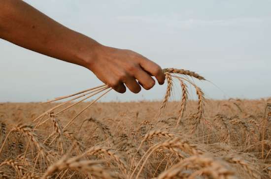 Picking wheat A hand holding a stalk of grain like what the disciples may have picked on Sabbath to satisfy their hunger