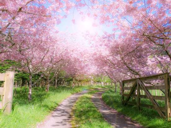 Pink Blossoms on Trees Depicting the New Earth A countryside path under pink blossom trees. The beauty gives us an idea of what the new earth could look like.
