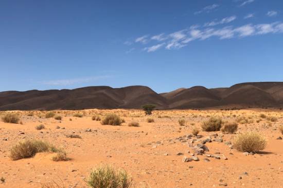 Sand and Hills in the Desert A desert landscape with hills, sand, and desert shrubs.