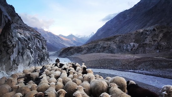 Shepherd Leading Flock A shepherd leading a flock of sheep through a valley between mountains, similar to how David cared for sheep before becoming the king of Israel