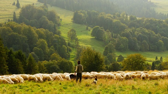 Shepherd with sheep A shepherd and his dog watching over a flock of sheep.
